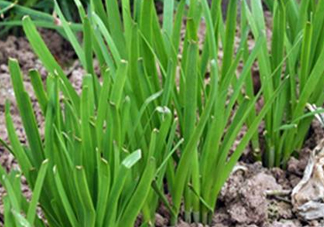 6月份能種韭菜嗎？ 6月份能種韭菜種子嗎？