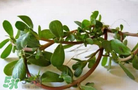 馬蜂菜跟什么相克？什么人不能吃馬蜂菜？