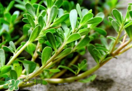 馬蜂菜有毒嗎？馬蜂菜有什么好處