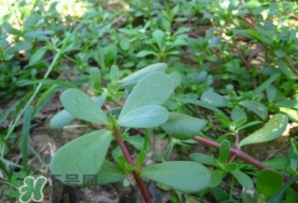 馬蜂菜有毒嗎？馬蜂菜有什么好處