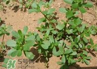 馬蜂菜治什么??？馬蜂菜的功效與作用