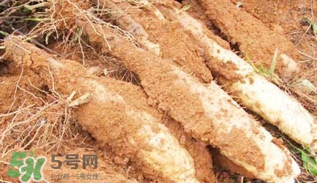 淮山藥是鐵棍山藥嗎？淮山藥和鐵棍山藥的區(qū)別
