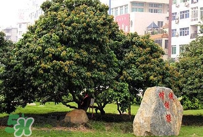掛綠荔枝為什么這么出名？掛綠荔枝的由來和傳說