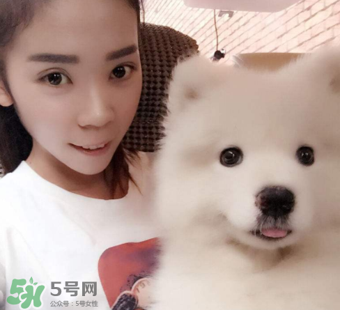 薩摩耶多少錢一只？小薩摩耶多少錢一只？
