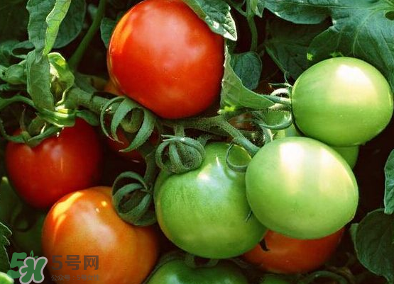 青西紅柿放紅了能吃嗎？青西紅柿放熟了能吃嗎？