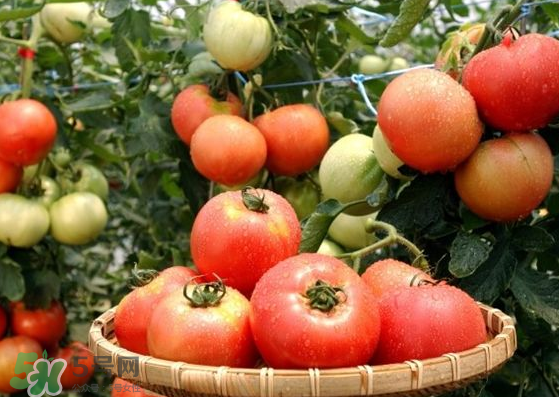 青西紅柿放紅了能吃嗎？青西紅柿放熟了能吃嗎？