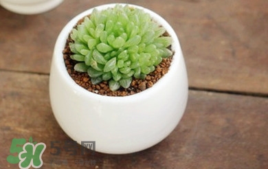 多肉植物怎么養(yǎng)？多肉植物多久澆一次水