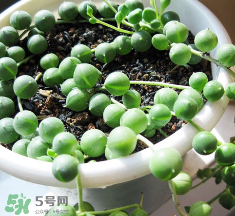 多肉植物能吃嗎？多肉植物哪些可以吃
