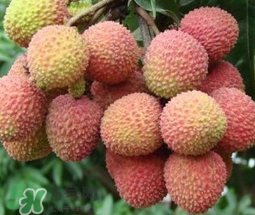 增城掛綠荔枝最貴多少錢？掛綠荔枝和普通荔枝有什么區(qū)別