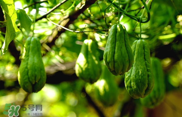 佛手瓜是涼性還是熱性？佛手瓜是什么樣子？