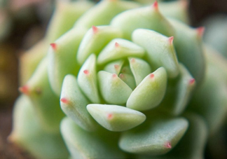 多肉植物能吃嗎？多肉植物哪些可以吃