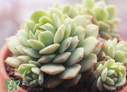 多肉植物能吃嗎？多肉植物哪些可以吃