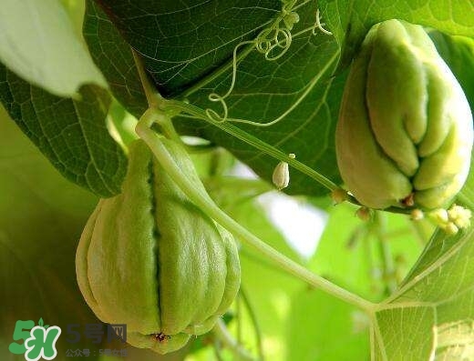 佛手與佛手瓜有什么區(qū)別？佛手與佛手鉗有什么區(qū)別