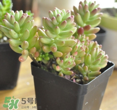 多肉植物能吃嗎？多肉植物哪些可以吃