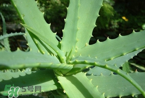 多肉植物能吃嗎？多肉植物哪些可以吃