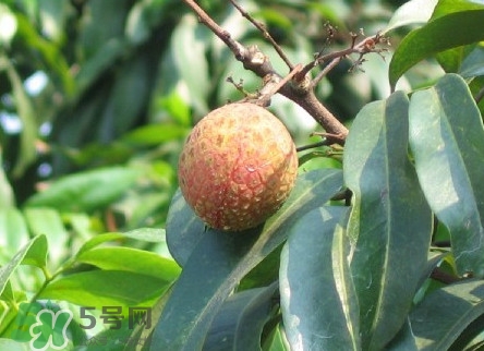 增城哪里可以摘荔枝？增城哪里有荔枝摘