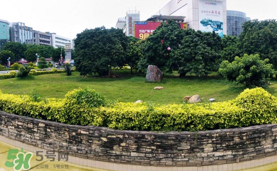 掛綠荔枝為什么這么出名？掛綠荔枝的由來和傳說