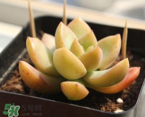 多肉植物能吃嗎？多肉植物哪些可以吃