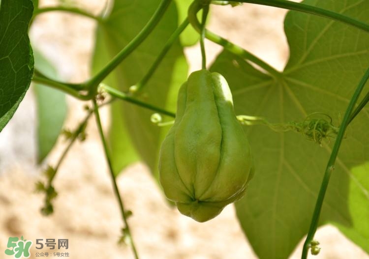 佛手瓜發(fā)芽了可以吃嗎？佛手瓜怎么吃？