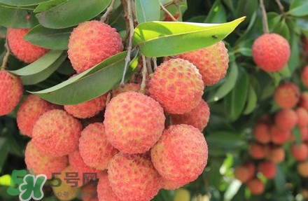 黑葉荔枝有什么特點(diǎn)？黑葉荔枝的功效