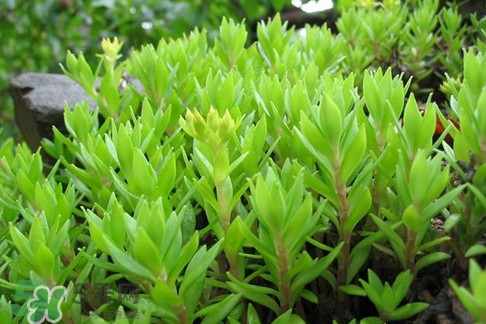 多肉植物能吃嗎？多肉植物哪些可以吃