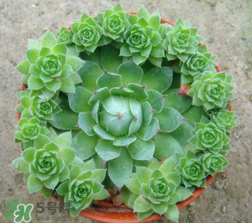 多肉植物能吃嗎？多肉植物哪些可以吃