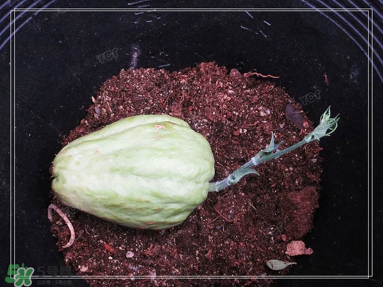 佛手瓜發(fā)芽了可以吃嗎？佛手瓜怎么吃？