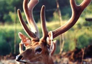 夏天可以吃鹿茸嗎？夏天吃鹿茸會怎么樣？