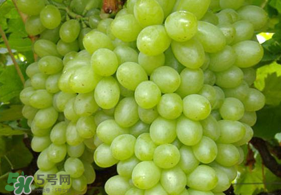 青提是轉(zhuǎn)基因嗎？青提怎么挑？