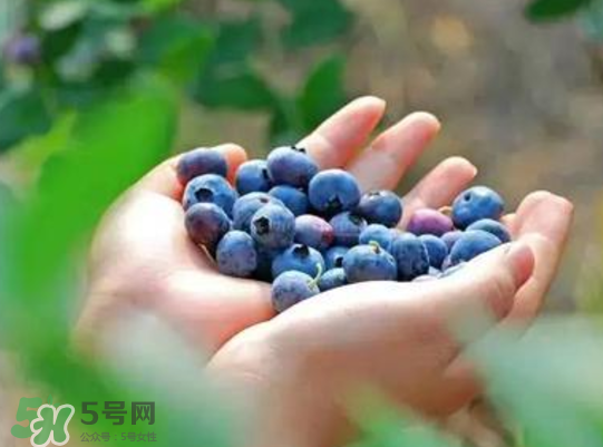 藍(lán)莓和楊梅能一起吃嗎？藍(lán)莓和楊梅可以一起泡酒嗎？