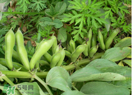 夏天可以種什么蔬菜？夏天適合種什么蔬菜？