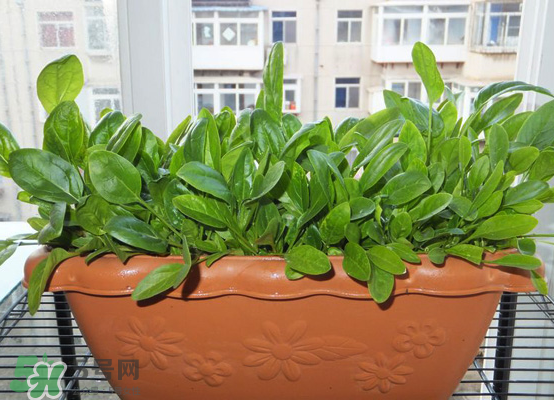 夏天可以種什么蔬菜？夏天適合種什么蔬菜？