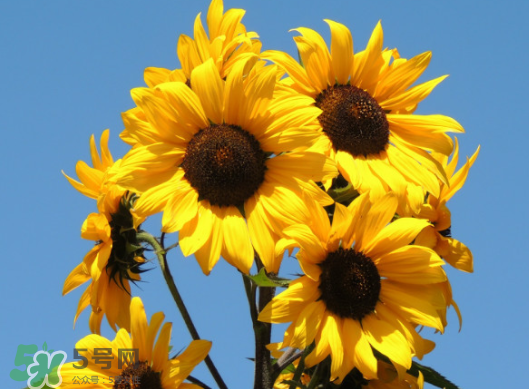 夏天可以種向日葵嗎？向日葵夏天能種嗎？