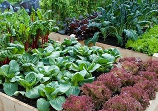 夏天可以種什么蔬菜？夏天適合種什么蔬菜？