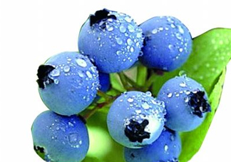 藍(lán)莓和楊梅能一起吃嗎？藍(lán)莓和楊梅可以一起泡酒嗎？