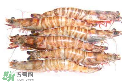 九節(jié)蝦是海蝦嗎？九節(jié)蝦是海蝦還是河蝦
