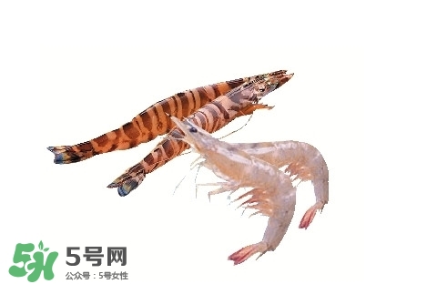 竹節(jié)蝦多少錢一斤？2017竹節(jié)蝦價(jià)格
