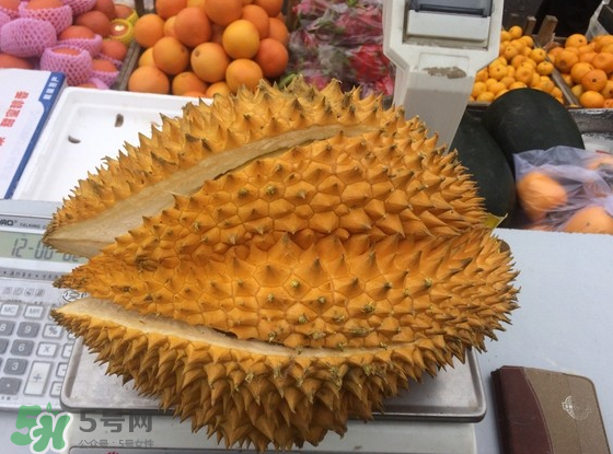 托曼尼榴蓮怎么才是熟？托曼尼榴蓮怎么看生熟？