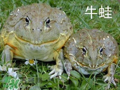牛蛙什么時(shí)候最好吃肉最多？牛蛙幾月份的最好吃？