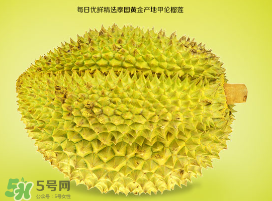 甲侖榴蓮和金枕哪個(gè)貴？甲侖榴蓮和金枕的區(qū)別