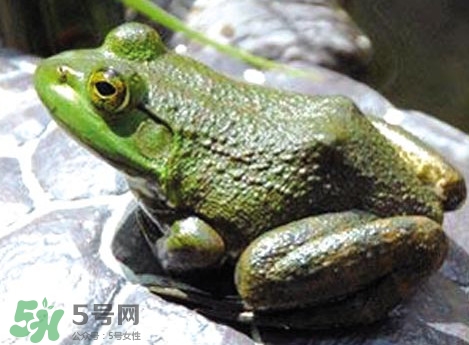 牛蛙是田雞嗎？牛蛙是蟾蜍嗎