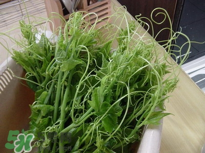 龍須菜是什么菜？龍須菜怎么吃？