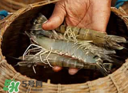 竹節(jié)蝦多少錢一斤？2017竹節(jié)蝦價(jià)格