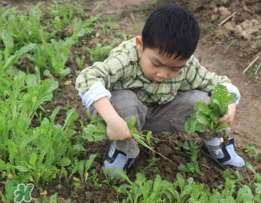 八月份可以種什么菜？八月份適合種植的蔬菜
