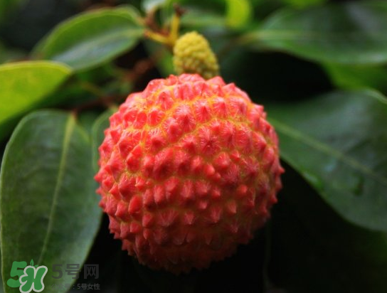 8月份還有荔枝嗎？荔枝幾月份下市？