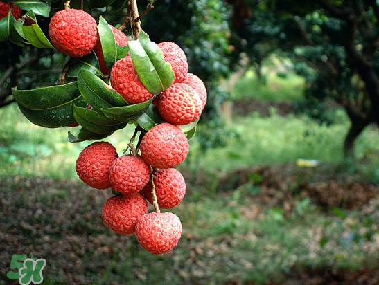 8月份還有荔枝嗎？荔枝幾月份下市？