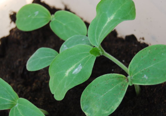 八月份可以種什么菜？八月份適合種植的蔬菜