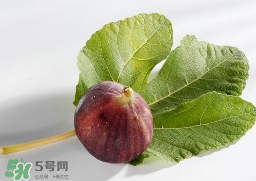 無花果葉子煮水有什么作用？無花果葉泡水喝的功效