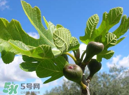 無花果葉子煮水有什么作用？無花果葉泡水喝的功效