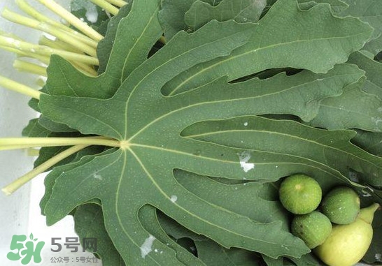 無花果葉子煮水有什么作用？無花果葉泡水喝的功效